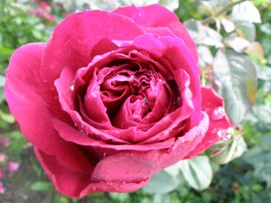 PROPER JOB (hybrid tea)